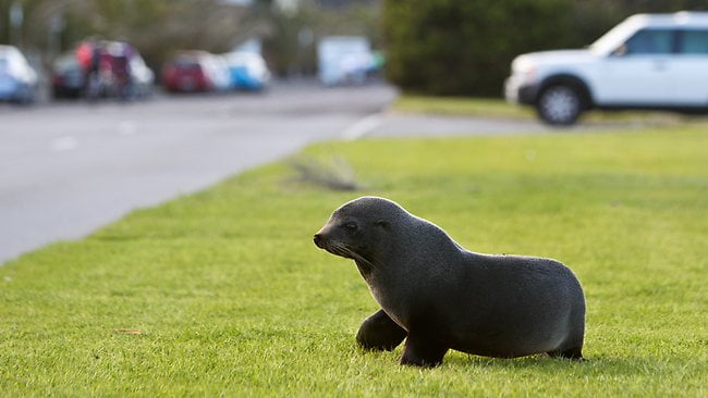 From fur seals to the best streets in Melbourne Middle Park has it all